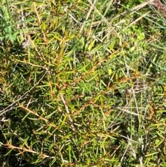 Grevillea australis (Alpine Grevillea) at Cotter River, ACT - 24 Feb 2024 by Tapirlord