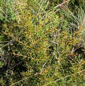 Grevillea australis at Namadgi National Park - 25 Feb 2024