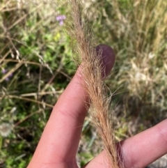 Dichelachne micrantha (Short-Haired Plume Grass) at Cotter River, ACT - 24 Feb 2024 by Tapirlord