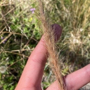 Dichelachne micrantha at Namadgi National Park - 25 Feb 2024