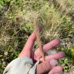 Dichelachne micrantha at Namadgi National Park - 25 Feb 2024