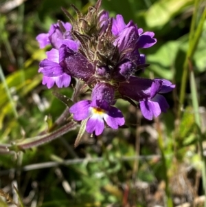 Euphrasia caudata at Namadgi National Park - 25 Feb 2024