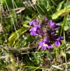 Euphrasia caudata at Namadgi National Park - 25 Feb 2024