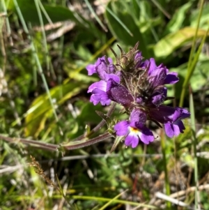 Euphrasia caudata at Namadgi National Park - 25 Feb 2024