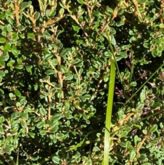 Phebalium squamulosum subsp. ozothamnoides (Alpine Phebalium, Scaly Phebalium) at Cotter River, ACT - 24 Feb 2024 by Tapirlord