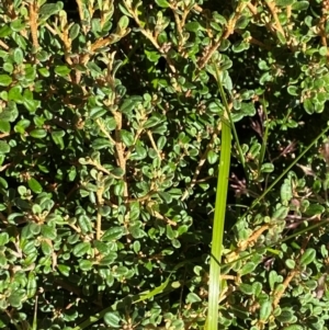 Phebalium squamulosum subsp. ozothamnoides at Namadgi National Park - 25 Feb 2024