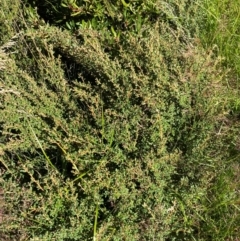 Phebalium squamulosum subsp. ozothamnoides at Namadgi National Park - 25 Feb 2024