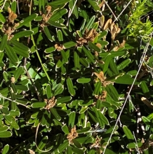 Hovea montana at Namadgi National Park - 25 Feb 2024