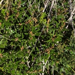 Hovea montana at Namadgi National Park - 25 Feb 2024