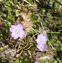 Epilobium gunnianum (Gunn's Willow-herb) at Cotter River, ACT - 24 Feb 2024 by Tapirlord