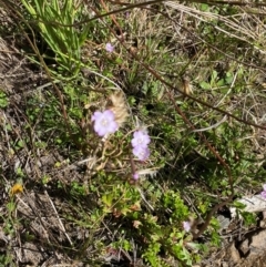 Epilobium gunnianum at Namadgi National Park - 25 Feb 2024