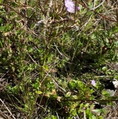 Epilobium gunnianum at Namadgi National Park - 25 Feb 2024