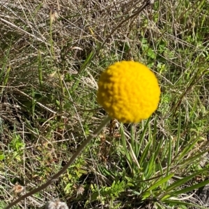 Craspedia aurantia var. jamesii at Namadgi National Park - suppressed