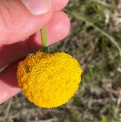 Craspedia aurantia var. jamesii at Namadgi National Park - suppressed