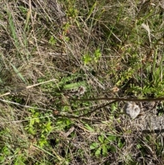 Craspedia aurantia var. jamesii at Namadgi National Park - 25 Feb 2024