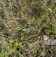 Craspedia aurantia var. jamesii at Namadgi National Park - suppressed