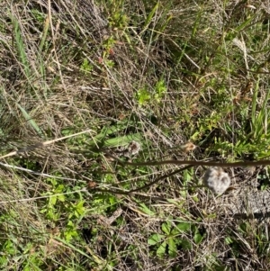 Craspedia aurantia var. jamesii at Namadgi National Park - suppressed