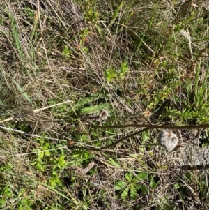 Craspedia aurantia var. jamesii at Namadgi National Park - 25 Feb 2024