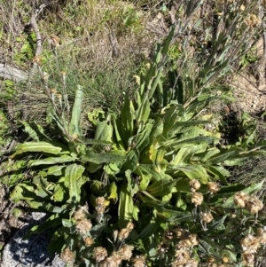 Podolepis laciniata at Namadgi National Park - 25 Feb 2024