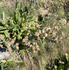 Podolepis laciniata at Namadgi National Park - 25 Feb 2024