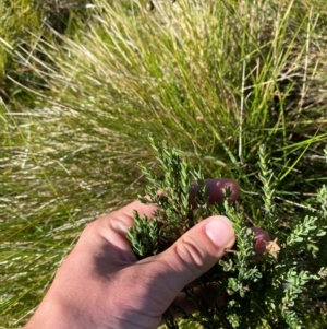 Comesperma retusum at Namadgi National Park - 25 Feb 2024