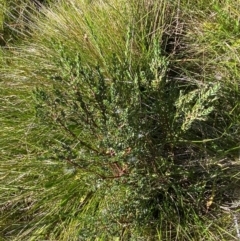 Comesperma retusum at Namadgi National Park - 25 Feb 2024 10:19 AM