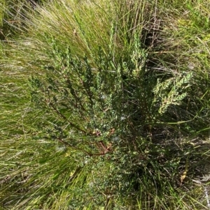 Comesperma retusum at Namadgi National Park - 25 Feb 2024