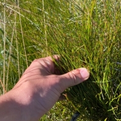 Empodisma minus (Spreading Rope-rush) at Cotter River, ACT - 24 Feb 2024 by Tapirlord