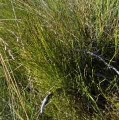 Empodisma minus at Namadgi National Park - 25 Feb 2024