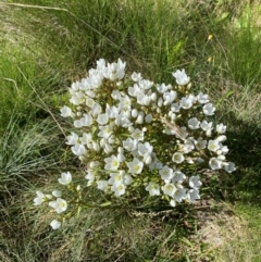 Gentianella muelleriana subsp. jingerensis at Namadgi National Park - 25 Feb 2024