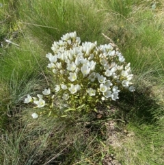 Gentianella muelleriana subsp. jingerensis at Namadgi National Park - 25 Feb 2024