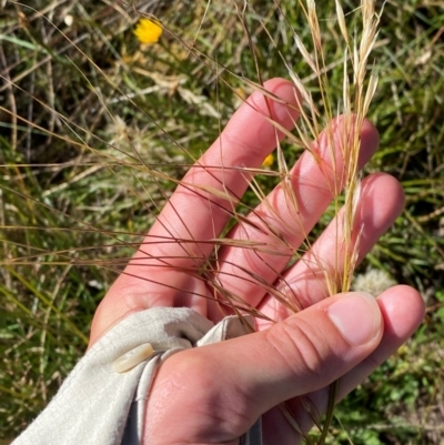 Austrostipa nivicola (Alpine Spear-Grass) at Cotter River, ACT - 24 Feb 2024 by Tapirlord