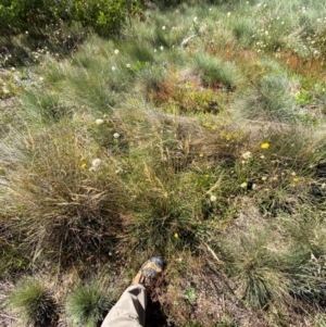 Austrostipa nivicola at Namadgi National Park - 25 Feb 2024 10:17 AM