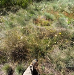 Austrostipa nivicola at Namadgi National Park - 25 Feb 2024