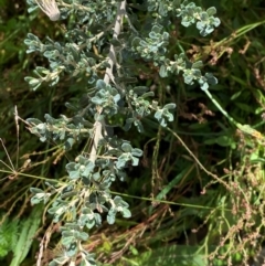 Olearia phlogopappa subsp. serrata at Namadgi National Park - 25 Feb 2024 by Tapirlord