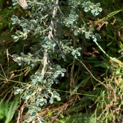 Olearia phlogopappa subsp. serrata at Cotter River, ACT - 24 Feb 2024 by Tapirlord