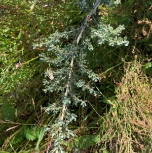 Olearia phlogopappa subsp. serrata at Namadgi National Park - 25 Feb 2024