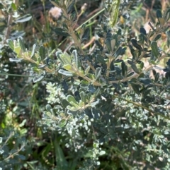 Olearia phlogopappa subsp. serrata at Namadgi National Park - 25 Feb 2024