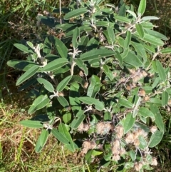 Olearia megalophylla (Large-leaf Daisy-bush) at Cotter River, ACT - 24 Feb 2024 by Tapirlord