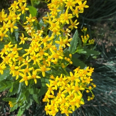 Senecio linearifolius var. latifolius at Namadgi National Park - 25 Feb 2024 by Tapirlord