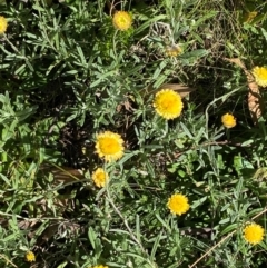 Coronidium monticola (Mountain Button Everlasting) at Namadgi National Park - 24 Feb 2024 by Tapirlord