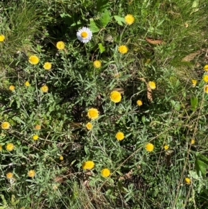 Coronidium monticola at Namadgi National Park - 25 Feb 2024 10:00 AM