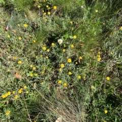 Coronidium monticola at Namadgi National Park - 25 Feb 2024 10:00 AM