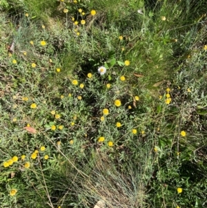 Coronidium monticola at Namadgi National Park - 25 Feb 2024