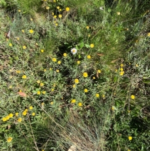 Coronidium monticola at Namadgi National Park - 25 Feb 2024 10:00 AM