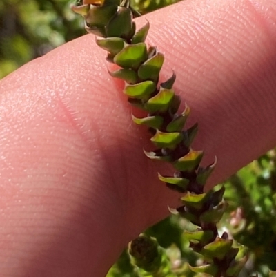 Epacris microphylla (Coral Heath) at Cotter River, ACT - 24 Feb 2024 by Tapirlord