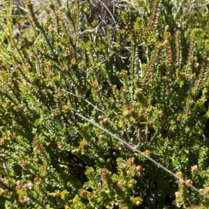 Epacris microphylla at Namadgi National Park - 25 Feb 2024