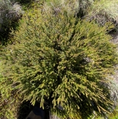 Epacris microphylla at Namadgi National Park - 25 Feb 2024