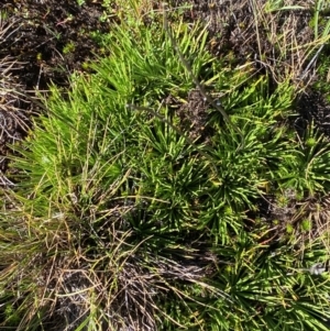 Stylidium montanum at Namadgi National Park - 25 Feb 2024