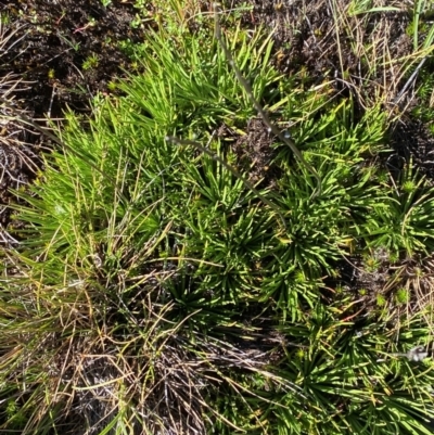 Stylidium montanum (Alpine Triggerplant) at Cotter River, ACT - 24 Feb 2024 by Tapirlord